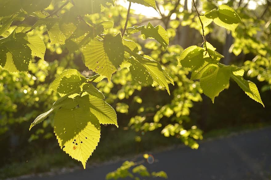 dug, morgen, blade, solskin, skygger, blad, grøn, natur, træ, sollys, skygge