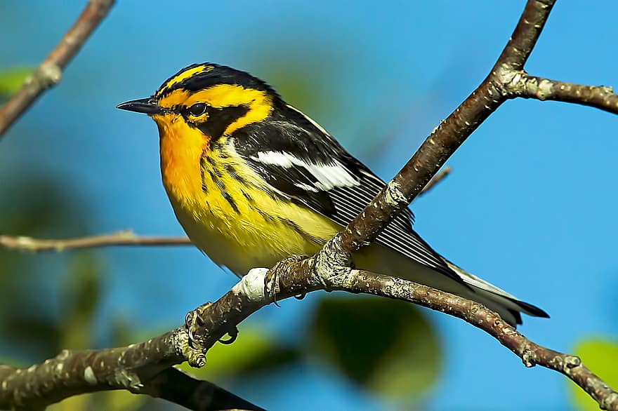 πουλί, blackburnian warbler, ορνιθολογία, είδος, πανίδα, πτηνά, ζώο, άγρια ​​ζωή, κλαδί, ράμφος, φτερό