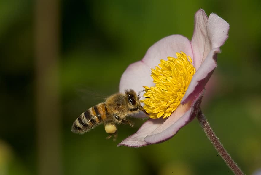 бджола, комаха, квітка, медоносна бджола, тварина, запилення, цвітіння, квітуча рослина, сад, природи