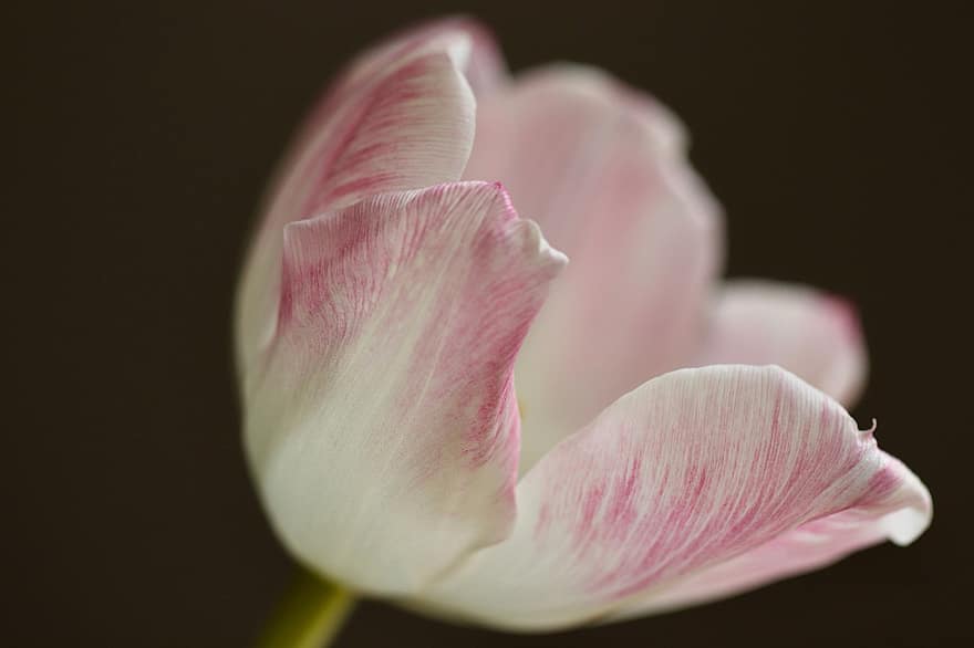 tulipano, fiore primaverile, petali, fiorire, fioritura, fiore, primavera