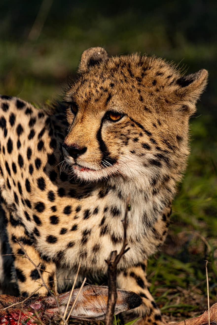 gepard, dyr, safari, Sydafrikansk gepard, pattedyr, stor kat, vildt dyr, rovdyr, dyreliv, fauna, ødemark