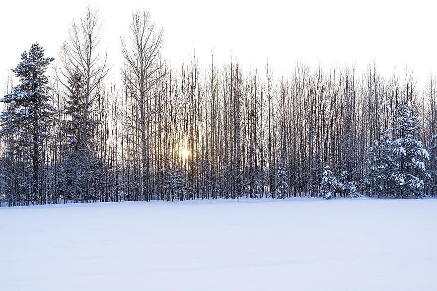 koki, mežs, ziemā, auksts, raksturs, sniegs, koks, sezonā, ainavu, priede, sala
