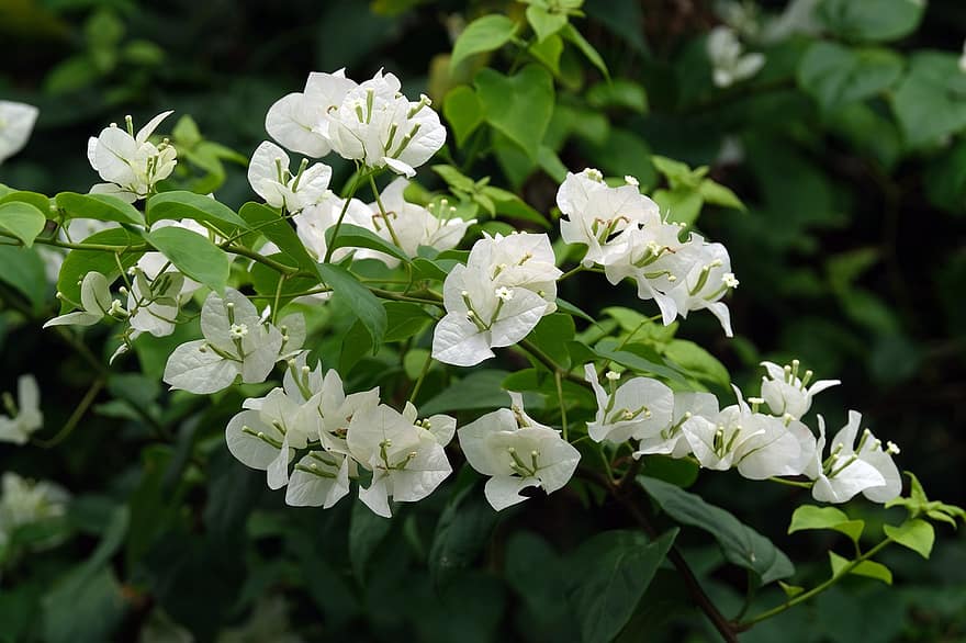 सफ़ेद फूल, bougainvillea, फूल, वनस्पति, प्रकृति