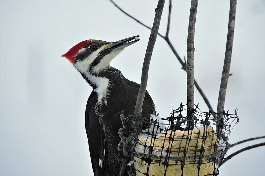 Pileated Woodpecker, Perched, Staring, Feeder, Suet, Woodpecker, Pileated, Bird, Red Head, Feathers, Long