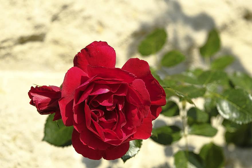 Rose, rote Rose, rote Blume, Blütenblatt, Nahansicht, Blatt, Blume, Pflanze, Sommer-, Blütenkopf, Frische