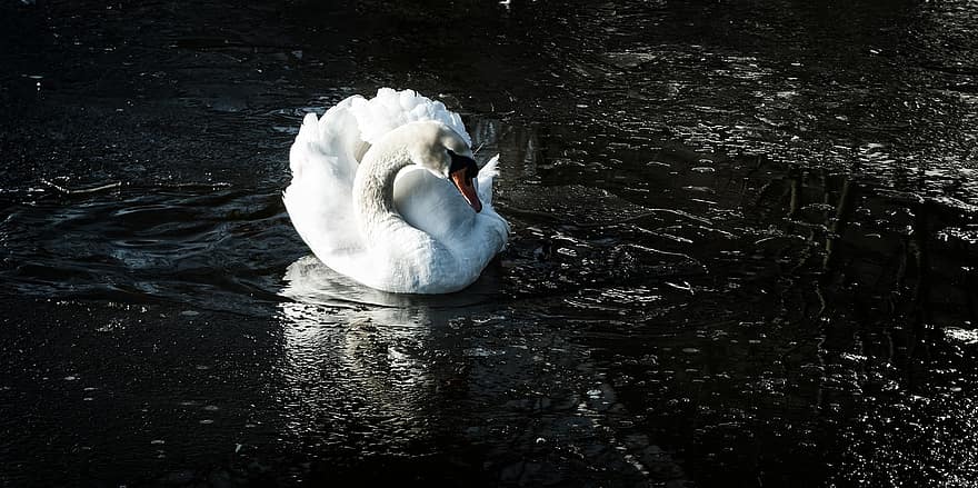 Swan, Bird, Beak, Feathers, Water, Reflection, feather, pond, animals in the wild, wet, elegance