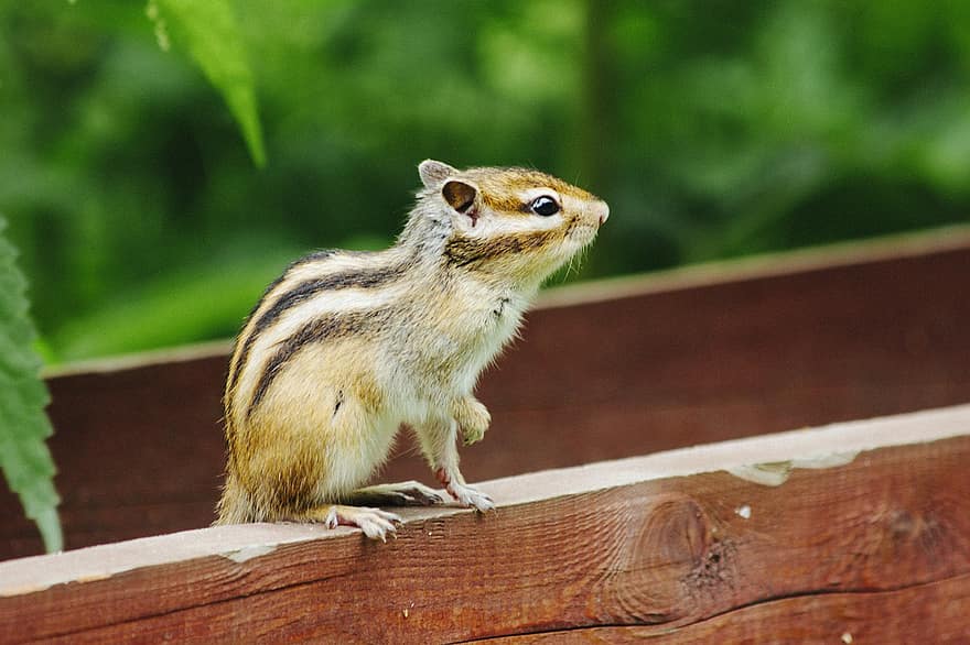 Chipmunk, Squirel, Rodent, Animal, Fence, Nature