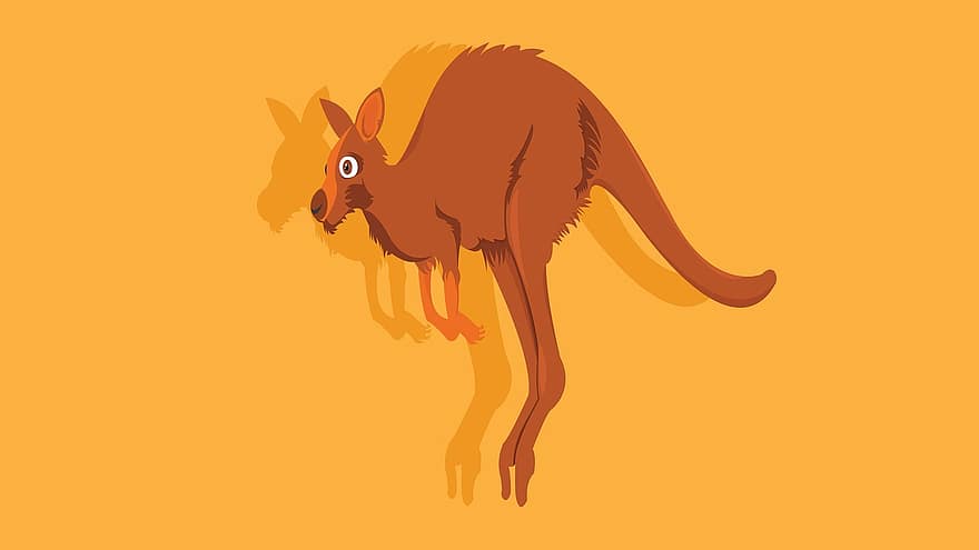 kenguru, Australia, pungdyr, pattedyr, Hoppedyr, bilde