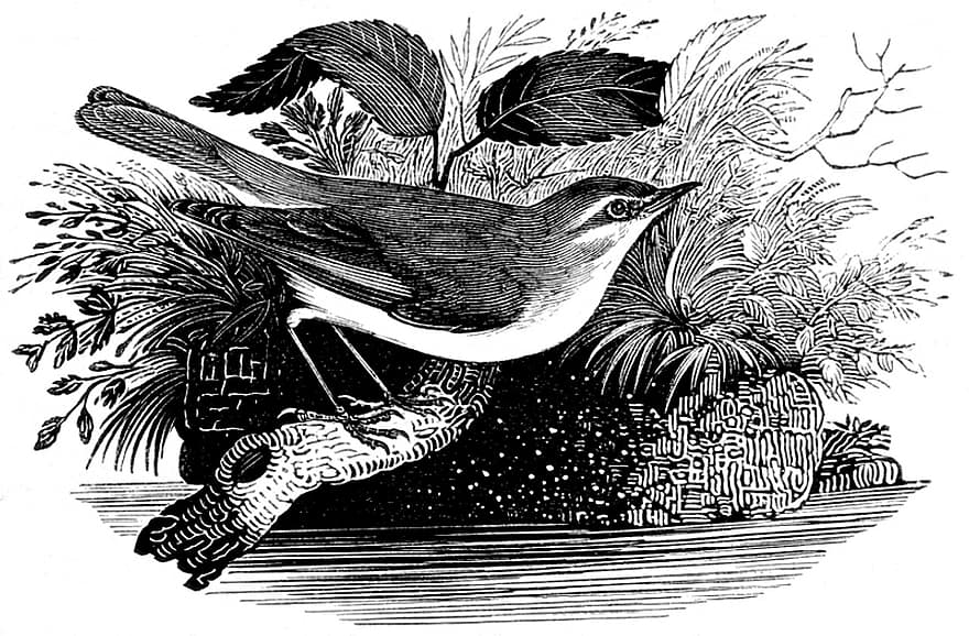 willow warbler, burung, burung penyanyi, burung kecil, bulu, bulu burung, ave, ilmu burung, ukiran, vintage, alam