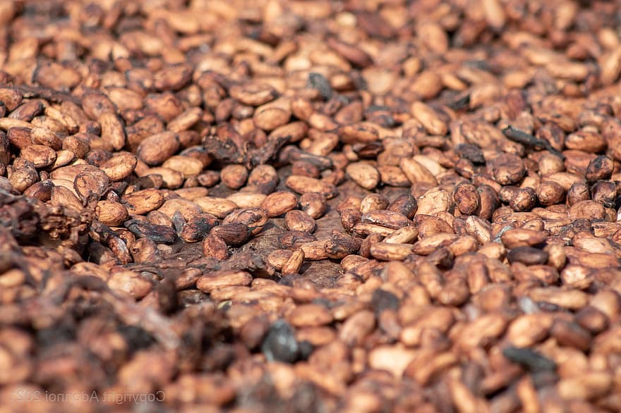 cacao, fasole, ciocolată, semințe, uscare, fermentaţie, putred, descompunere, tropical, alimente, sănătate