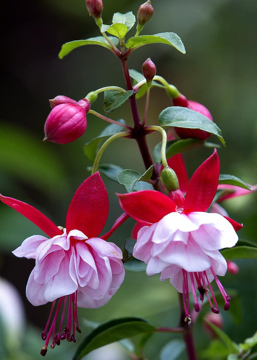 Fuchsia, Flowers, Plant, Buds, Pink Flowers, Leaves, Bloom, Garden, Nature, Closeup, Double Flowers