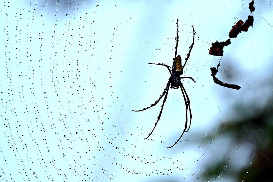 insekt, edderkopp, entomologi, habitat, gigantisk edderkopp, web, fauna, nærbilde, spindelvev, bakgrunn, skummelt