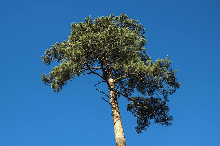 Tree, Pine, Sky, Leaves, Branches, Trunk, Nature