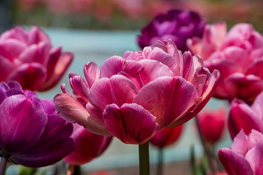 tulipas, flores, plantas, tulipas violetas, pétalas, flor, Flor, flora, Primavera, natureza, plantar