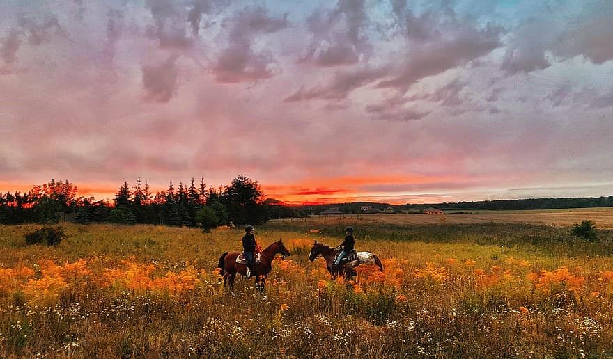 cavalos, eqüino, Campos, por do sol, pradaria, Fazenda, Prado, rancho, cavalgando, equitação, Equestrienne