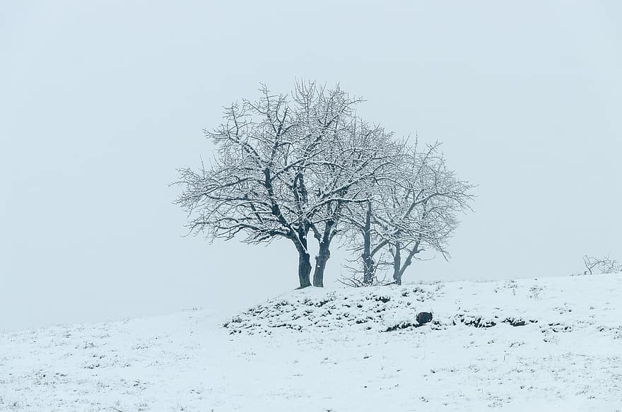 눈, 나무, 들, 설원, 눈이 내리는, 흰 서리, 설경, 겨울 풍경, 겨울, 자연, 감기