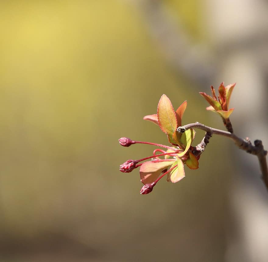 Cherry Blossoms, Sakura, Flowers, Spring, Flora, Cherry Tree, Spring Season, Bloom, Blossom, Nature, close-up