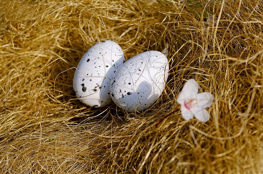 гнездо с яйцами, соломенное гнездо, Птичье гнездо, весна, сельская местность