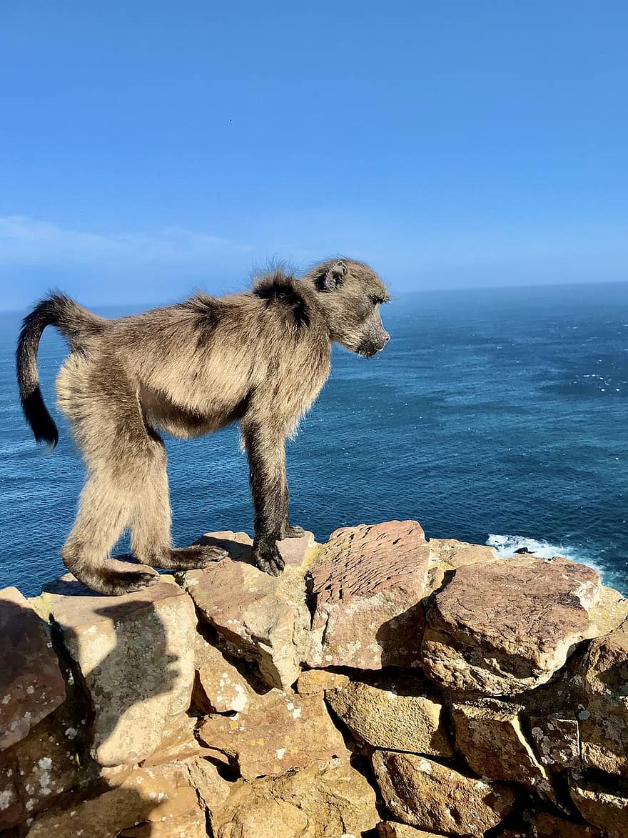 Nam Phi, thị trấn mũi, khỉ đầu chó, Châu phi, phong cảnh, Thiên nhiên, bờ biển, đại dương, biển, động vật hoang dã, con khỉ