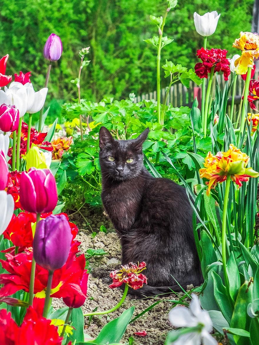 kočka, zahrada, tulipány, dvorku, Kočkovitý, domácí zvíře, zvíře, tulipán, domácí mazlíčci, květ, domácí kočka