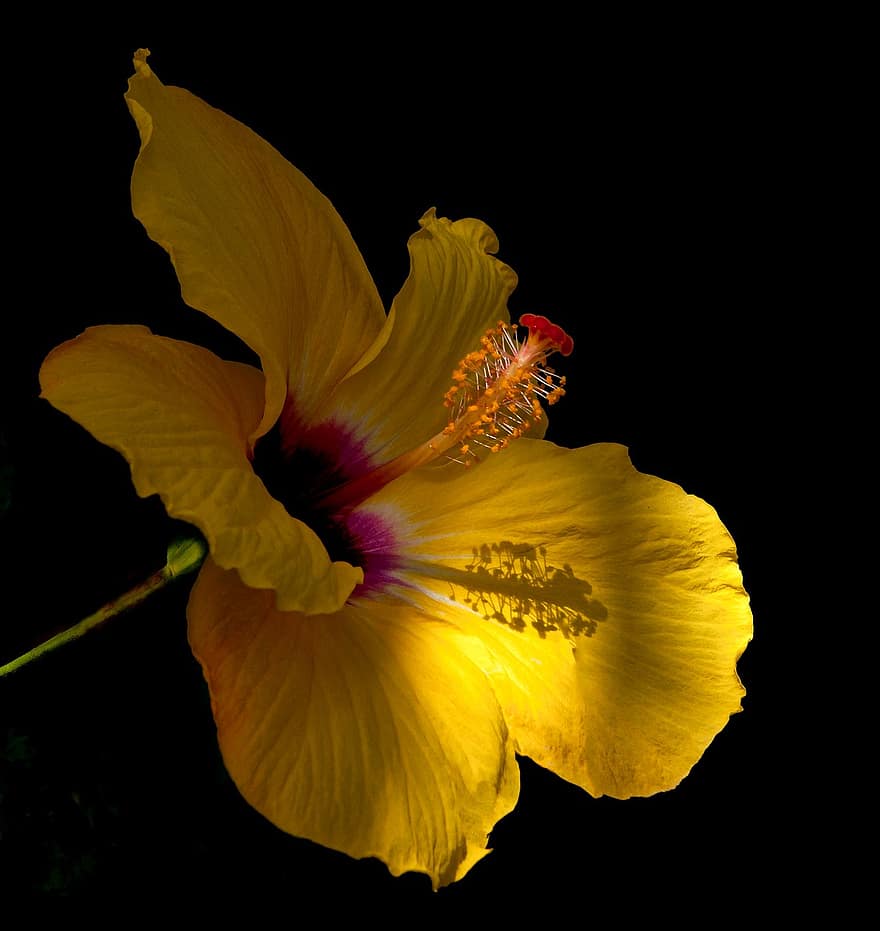 Hibiscus, gėlė, augalų, žiedlapių, žydi, flora, pobūdį, Iš arti, geltona, žiedlapis, viena gėlė