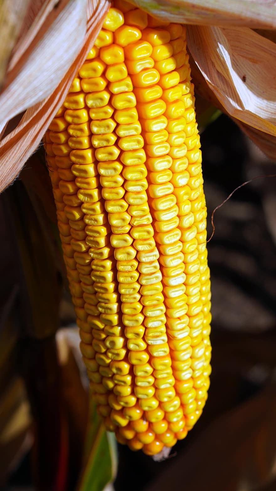 Corn, Corncob, Food, Corn Kernels, Cereal Grain, Maize, Healthy