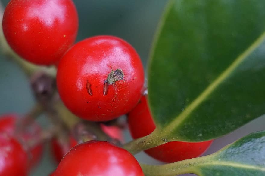 Ilex, kristtorn, organisk, bær, aquifolium, makro, Foto, tæt på, rød, grøn