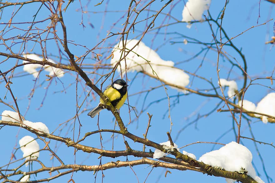 Great Tit, Branches, Snow, Perched, Bird, Parus Major, Animal, Wildlife, Feathers, Plumage, Beak