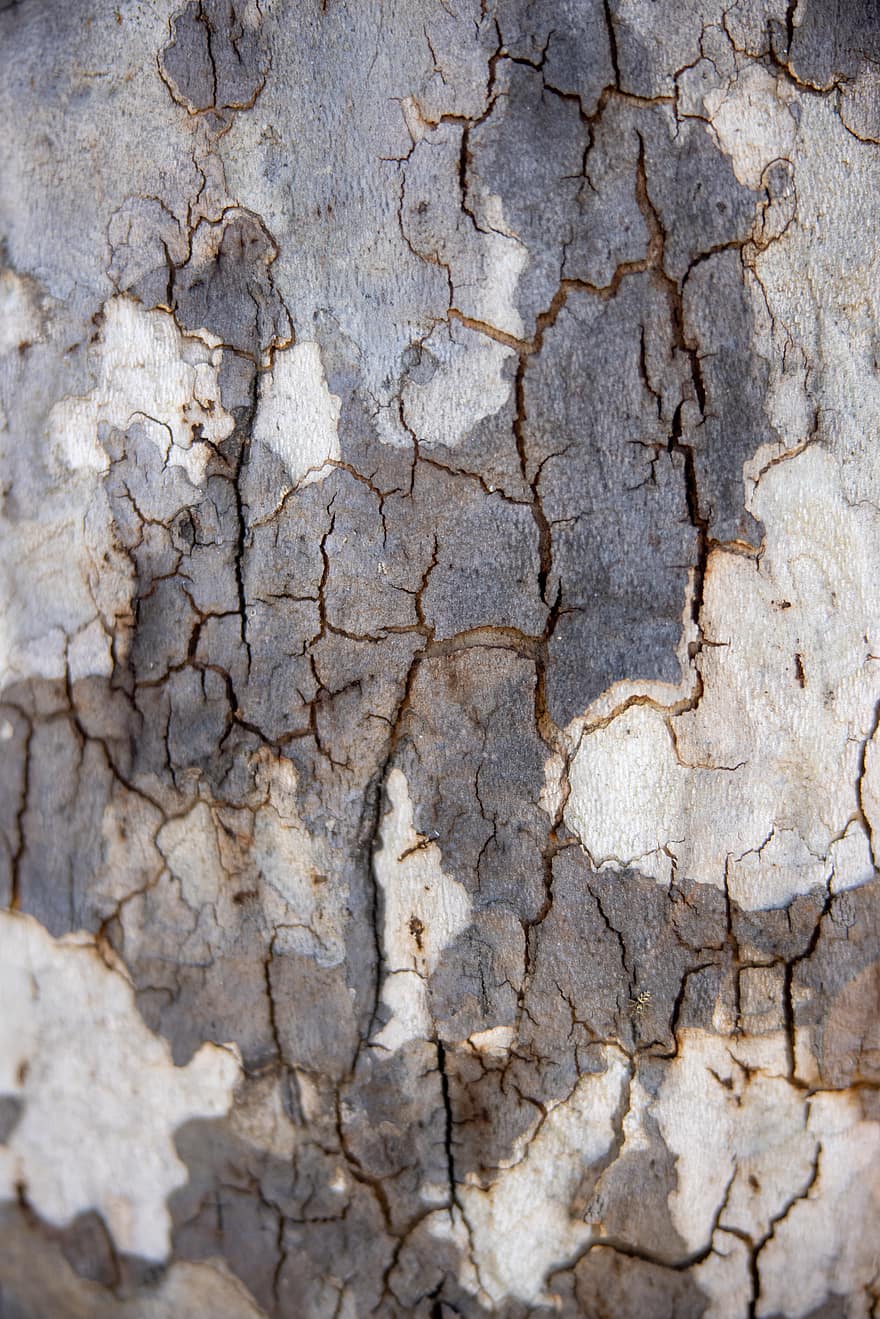 bark, textur, träd, bakgrund, abstrakt, brun, trä, sprickor, naturlig, natur, gammal