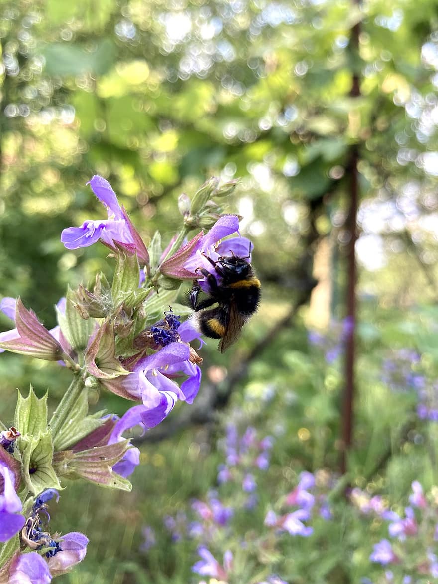 пчела, насекомое, опылять, опыление, цветы, крылатое насекомое, крылья, природа, перепончатокрылых, энтомология, животное