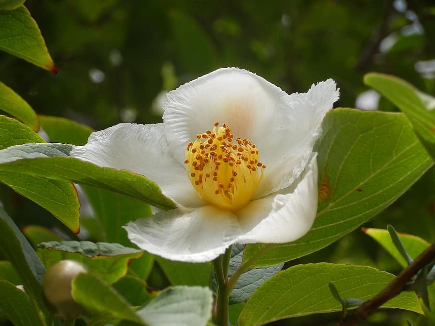 Gallery Moe, White Flowers, Arboretum