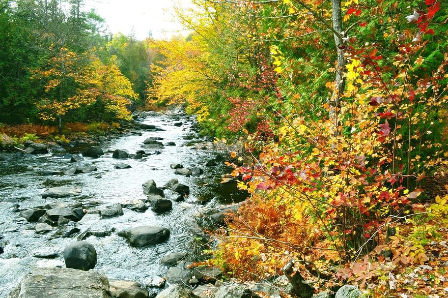 rzeka, las, jesień, liść, drzewo, żółty, pora roku, krajobraz, wielobarwne, październik, woda