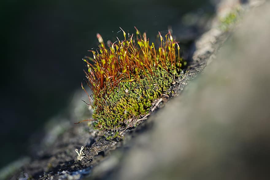 Moss, Nature, Outdoors, Macro, Close Up, Plant, Growth, close-up, green color, leaf, summer