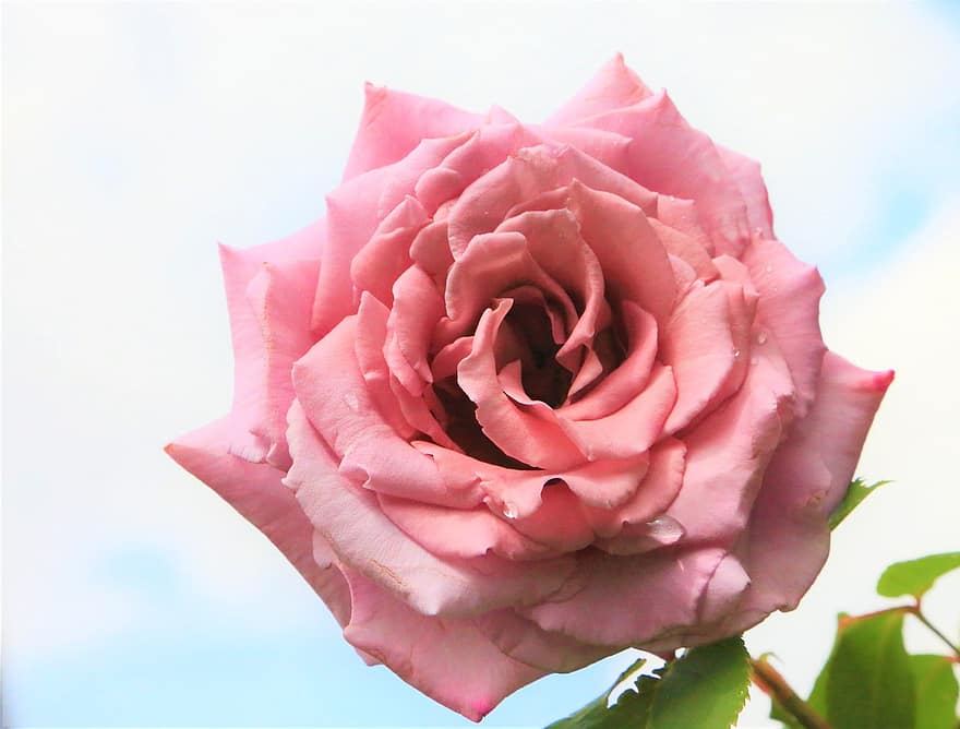ruusu-, pinkki, terälehdet, kukinta, kukka, vaaleanpunainen kukka, vaaleanpunaiset terälehdet, ruusunlehdet, kasvisto, Kukkien, puutarhanhoito