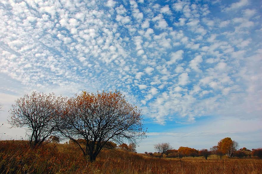 дерево, луг, небо, хмари, сільська сцена, осінь, сезон, блакитний, трави, краєвид, жовтий