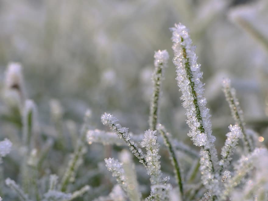gress, frost, iskald, gressblad, Frostdekket, rimfrost, frossen, eng, makro, nærbilde, vinter