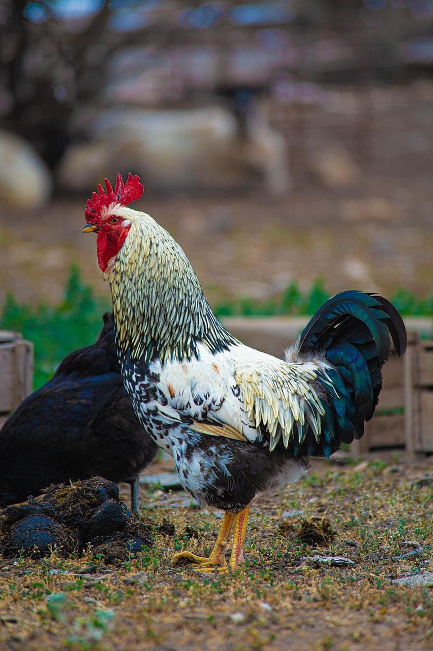 rooster, chicken, poultry, farm, bird, cockerel, agriculture, livestock, rural scene, feather, beak
