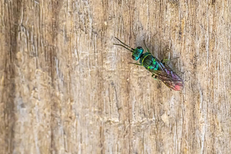 cuculo-vespa, Chrysis, ignita, verde, colore, insetto, foglia, isolato, vespa, macro, ritratto
