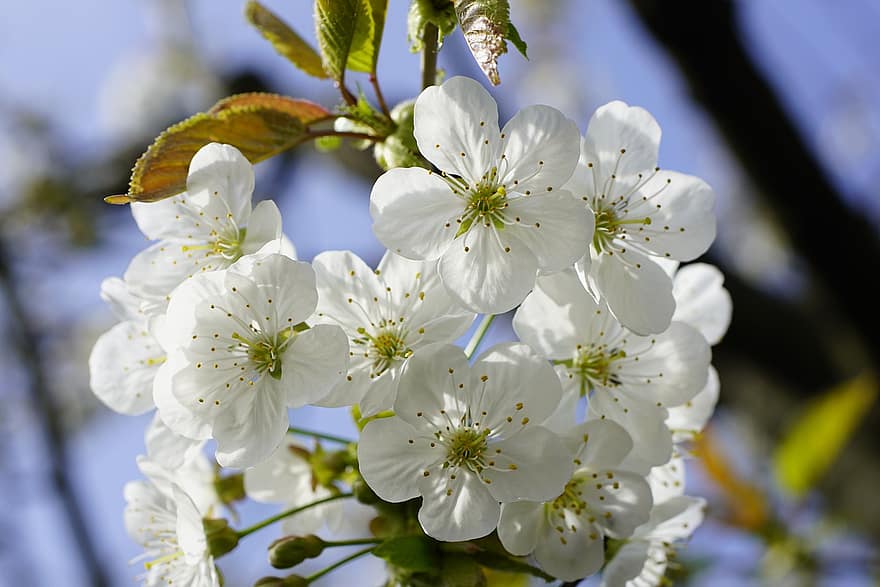 körsbärsblom, blommor, vår, sötkörsbär, blomma, gren, träd, natur, närbild, springtime, växt