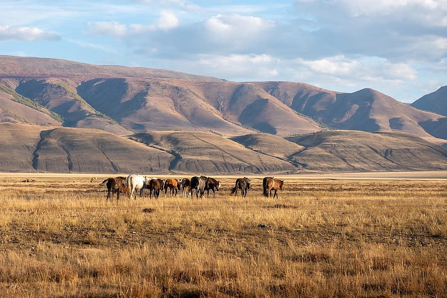 kurai steppe, horses, grazing, nature, rural scene, outdoors, farm, grass, meadow, agriculture, landscape
