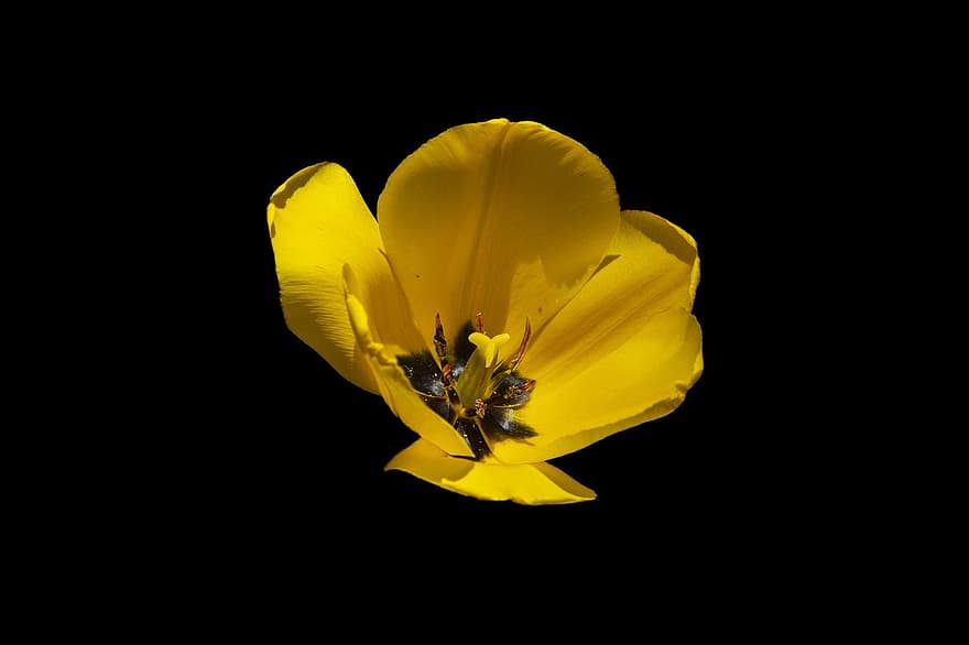 tulipa, flor, plantar, Flor, florescendo, flora, Flor amarela, pétalas amarelas, natureza, amarelo, fechar-se