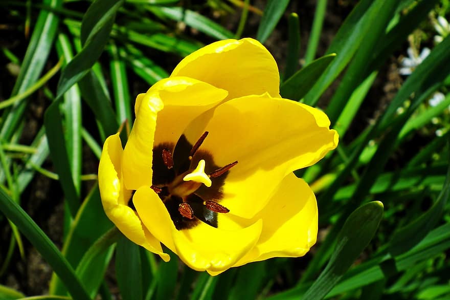 flor, tulipán, flor amarilla, pétalos, pétalos amarillos, floración, flora, planta, de cerca, naturaleza