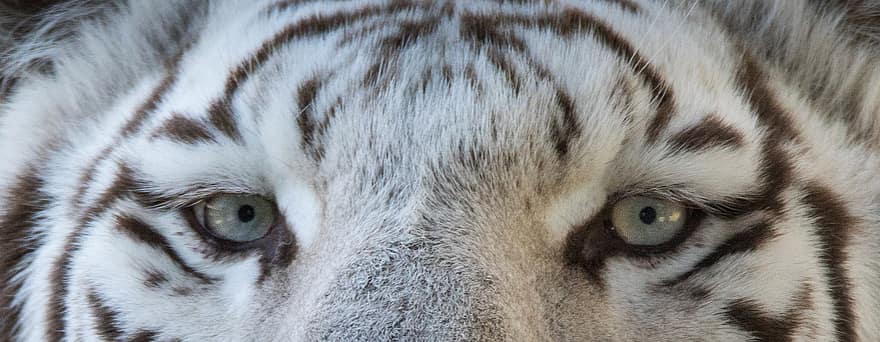 тигр, животное, глаза, смотреть, Опасность, джунгли