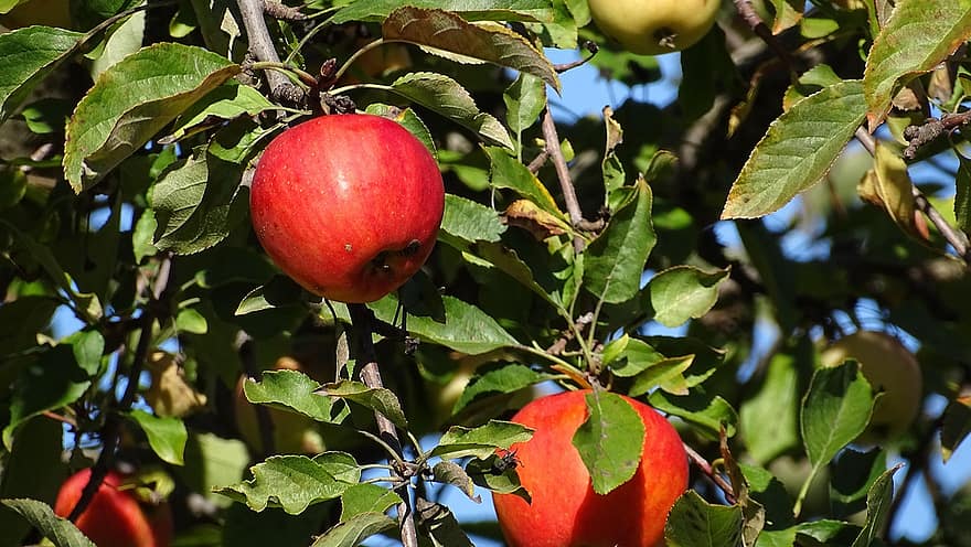 Fruta, manzana, orgánico, huerta, otoño, naturaleza, árbol