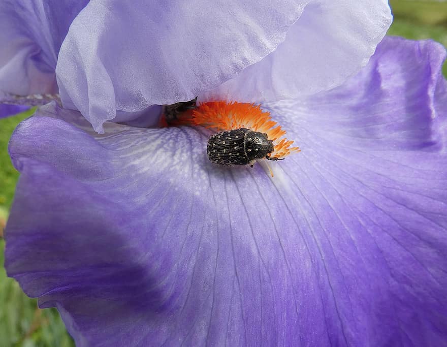 iris, scoarță de coajă, polenizare, floare mov, floare, gândac, insectă, floră, a inflori, inflori, primăvară