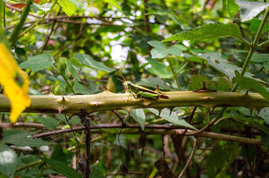 Grasshopper, Insect, Branch, Thorns, Prickly, Leaves, Foliage, Green, Plants, Meadow, Nature