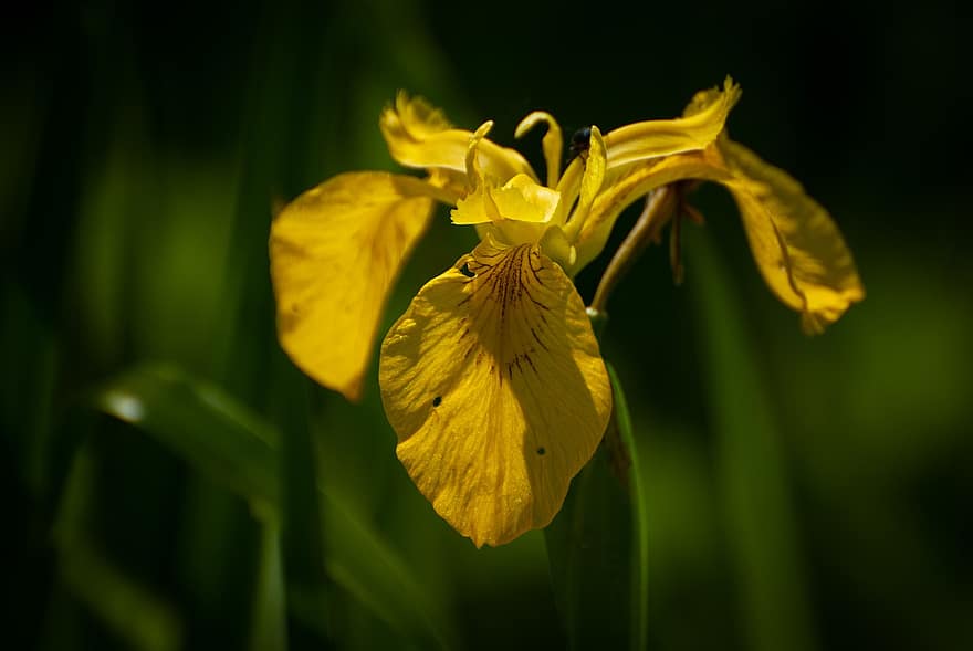 iris, bunga, bunga kuning, kelopak, kelopak kuning, flora, iridaceae, berkembang, mekar