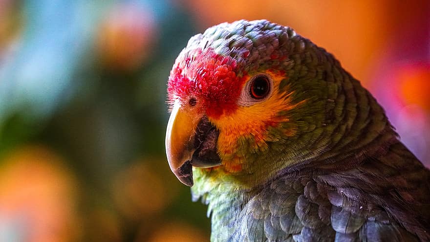 Papoušek, pták, hlava, zobák, peří, barvitý, barevný pták, barevné peří, exotický, ave, ptačí