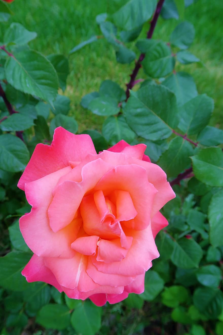 Rosa, rosado, primavera, naturaleza, flor, amor, romántico
