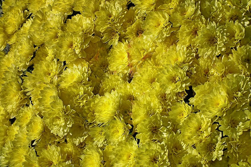 Flowers, Chrysanthemums, Autumn, Blooming, Potted, yellow, backgrounds, close-up, plant, flower, summer